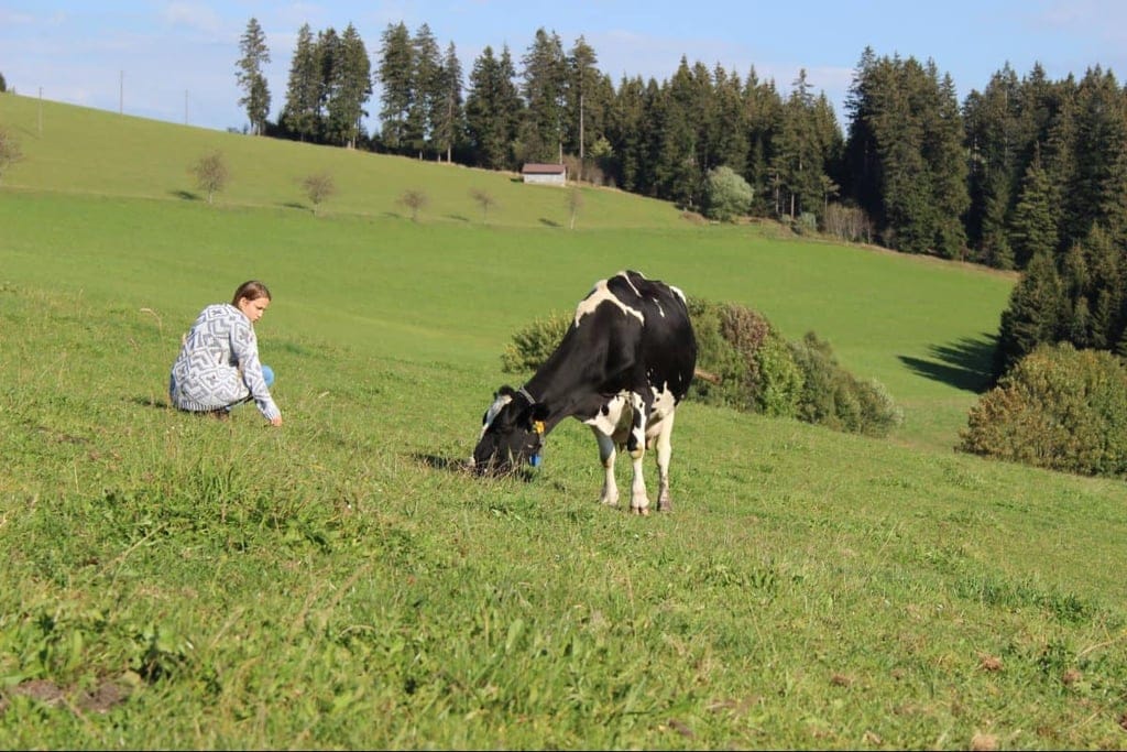 Bio-Landwirtschaft - Bioland Kühe haben wesentlich mehr Platz als Tiere aus Massentierhaltung