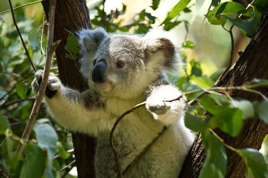 Koala in Eukalyptusbaum