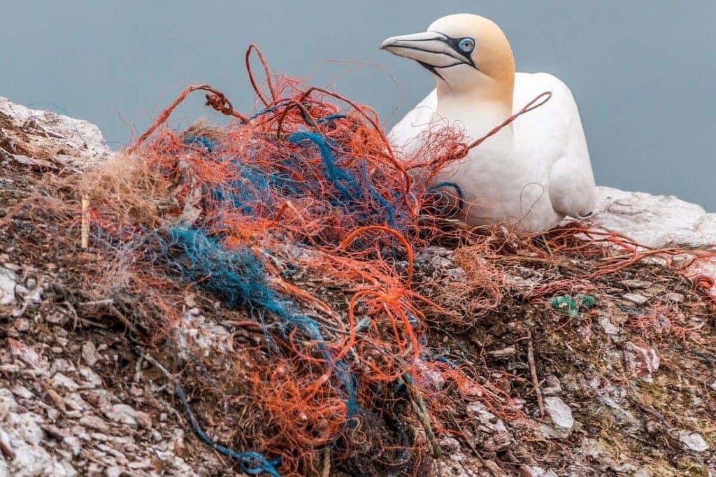 Basstölpel mit Nest aus Fischernetzen