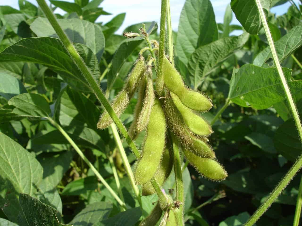 Sojabohnen an Sojapflanze