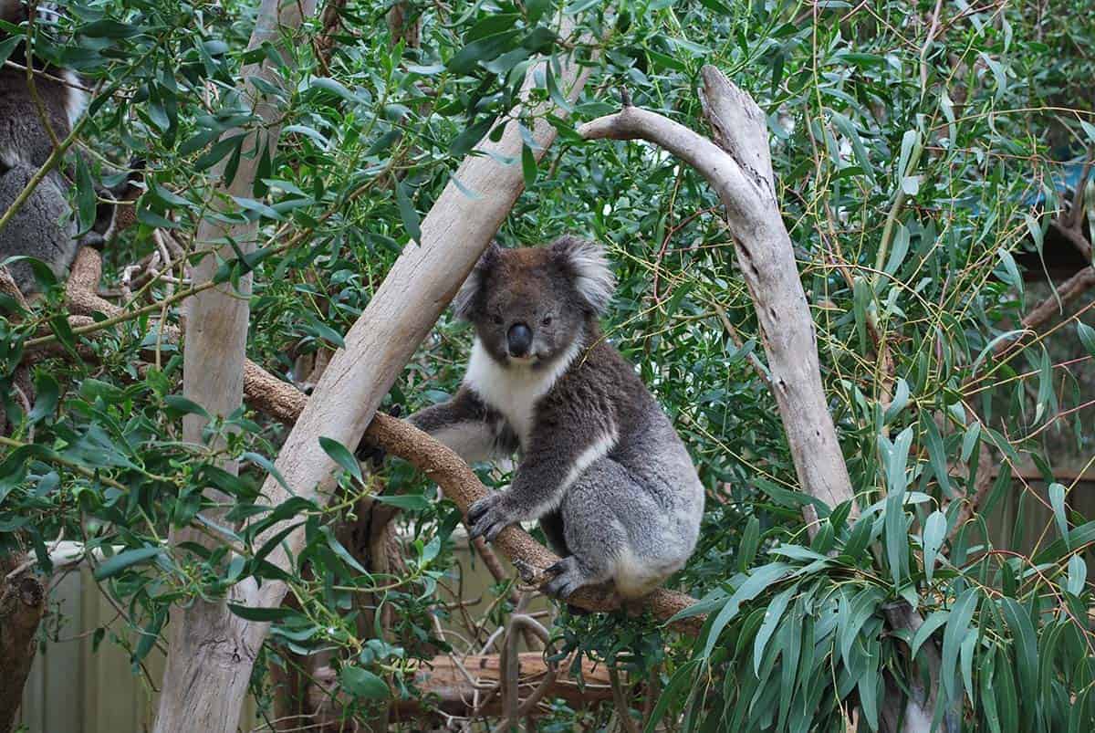 Eukalyptusbaum und Koalabär