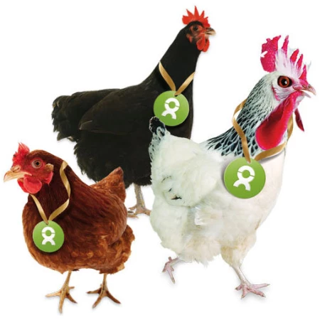 OxfamUnverpackt Spenden-Geschenk "Gackernde Hühner" (Grußkarte mit Magnet)