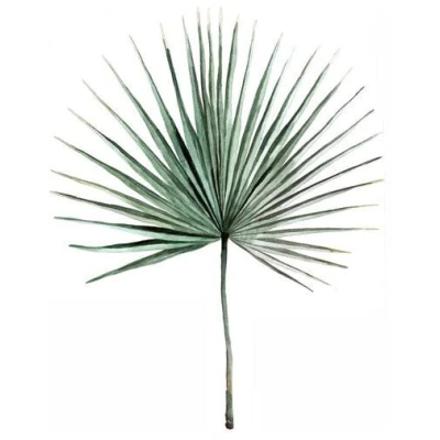 Photocircle Poster / Leinwandbild - Mantika Botanical Palmwedel