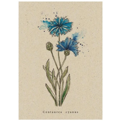 Postkarte Kornblume