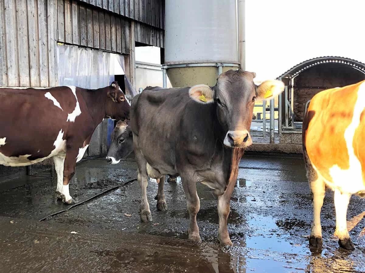 3 Kühe stehen vor dem Stall auf nassem Boden