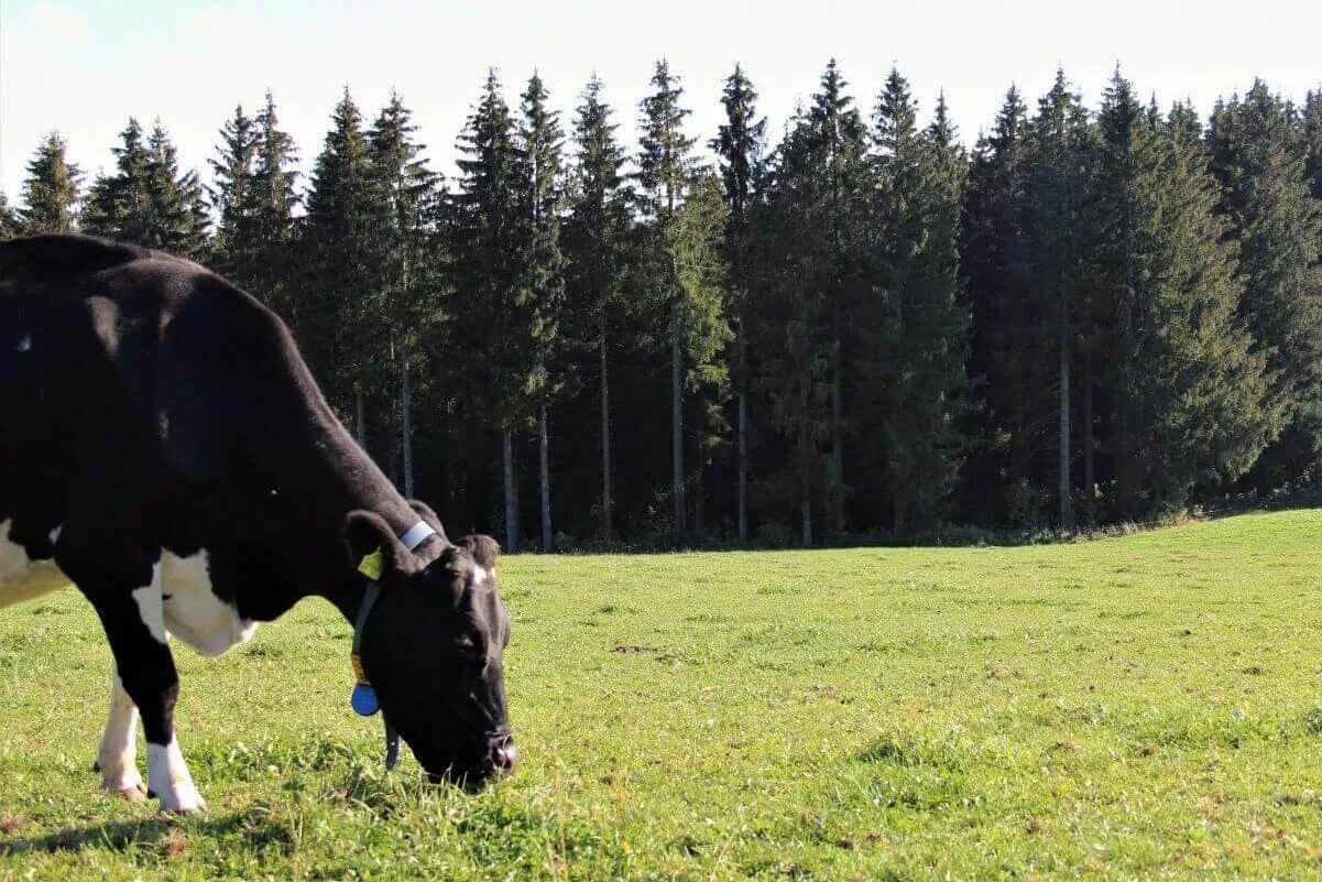 Kuh steht auf Weide vor Wald