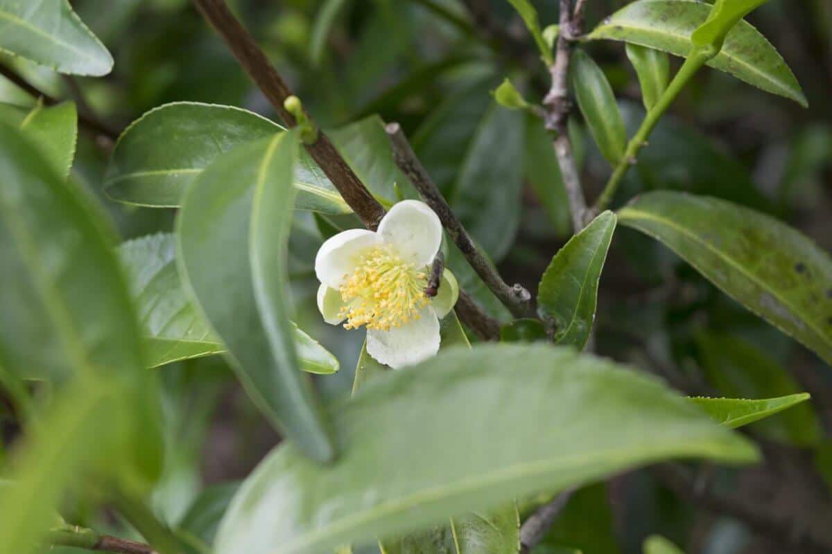 Teebaum mit Blüte
