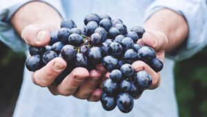 Weintrauben in Händen gehalten