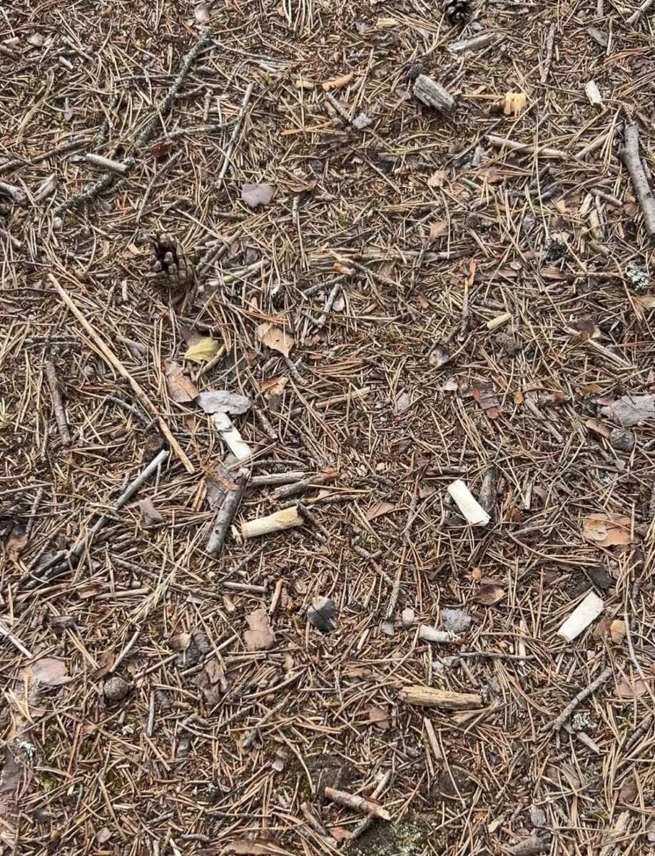 Viele Kippen auf Waldboden.